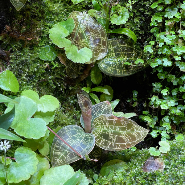 Macodes Petola | Juwelorchidee im Terrarium