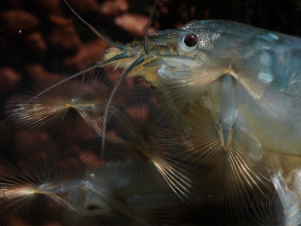 Blaue Monsterfächergarnele, Gabun-Riesenfächergarnele, Atya gabonensis