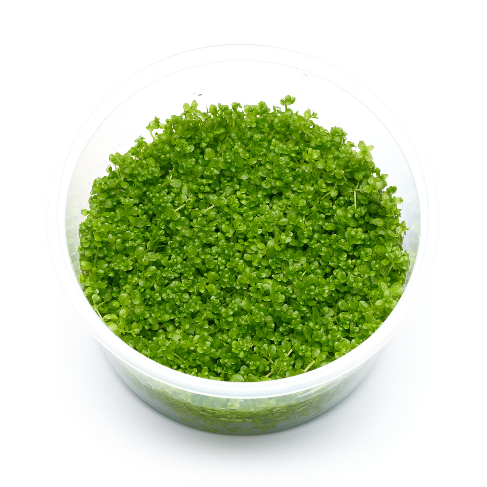 Hemianthus callitrichoides 