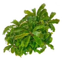 Bucephalandra sp "Wavy Green" Aquarienpflanze Bucephalandra sp "Wavy Green" Aquarienpflanze