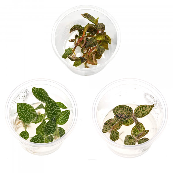 Juwelorchideen Set: 3-4 verschiedene Juwelorchideen (Macodes) | Terrarium - WabiKusa Set