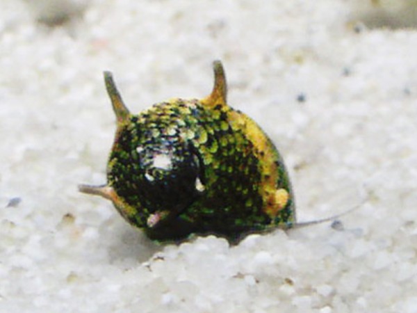 Geweihschnecke Tricolor | Clithon sowerbyana