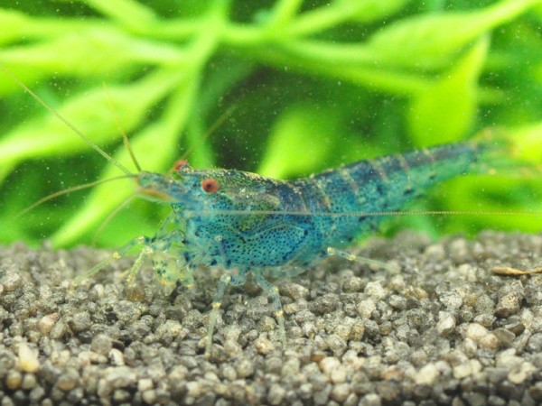 Aura Blue-Garnele, Caridina serrata