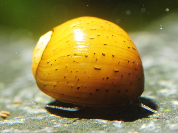 Geweihschnecke Tricolor | Clithon sowerbyana