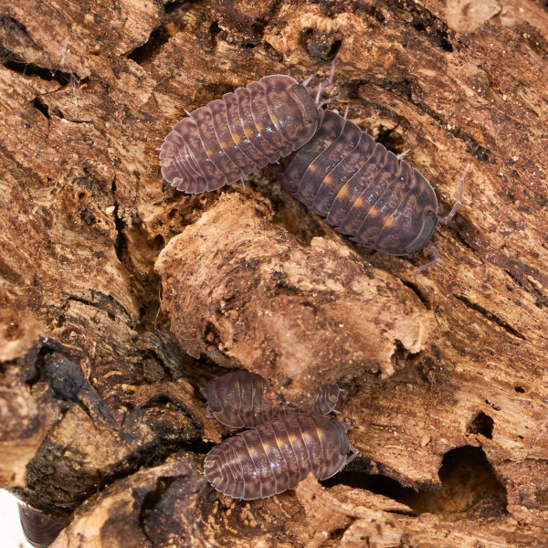 Cubaris sp. "Platin Tung Song" | DNZ
