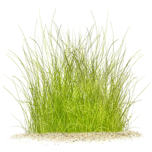 "Feenwald" - Feinfiedrige Aquarium Pflanzen im Set | In-Vitro Set