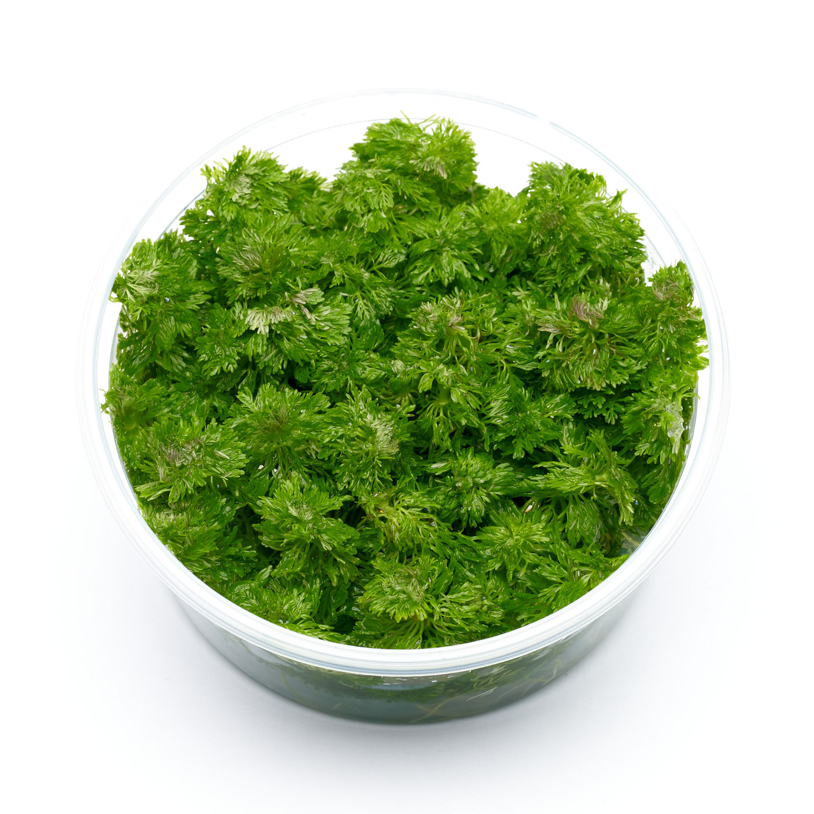Limnophila sessiliflora im XL-In-vitro-Becher