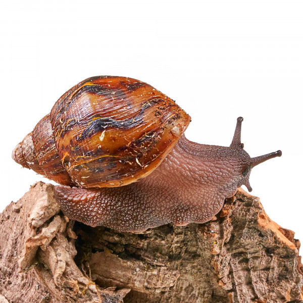 Achatina achatina Schnecke (Jungtiere ca. 3-6cm) | 1 Stk. - DNZ