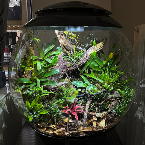 Oase biOrb AIR 60 | Automatisches Pflanzenterrarium