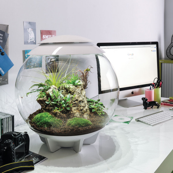 Oase biOrb AIR 60 | Automatisches Pflanzenterrarium