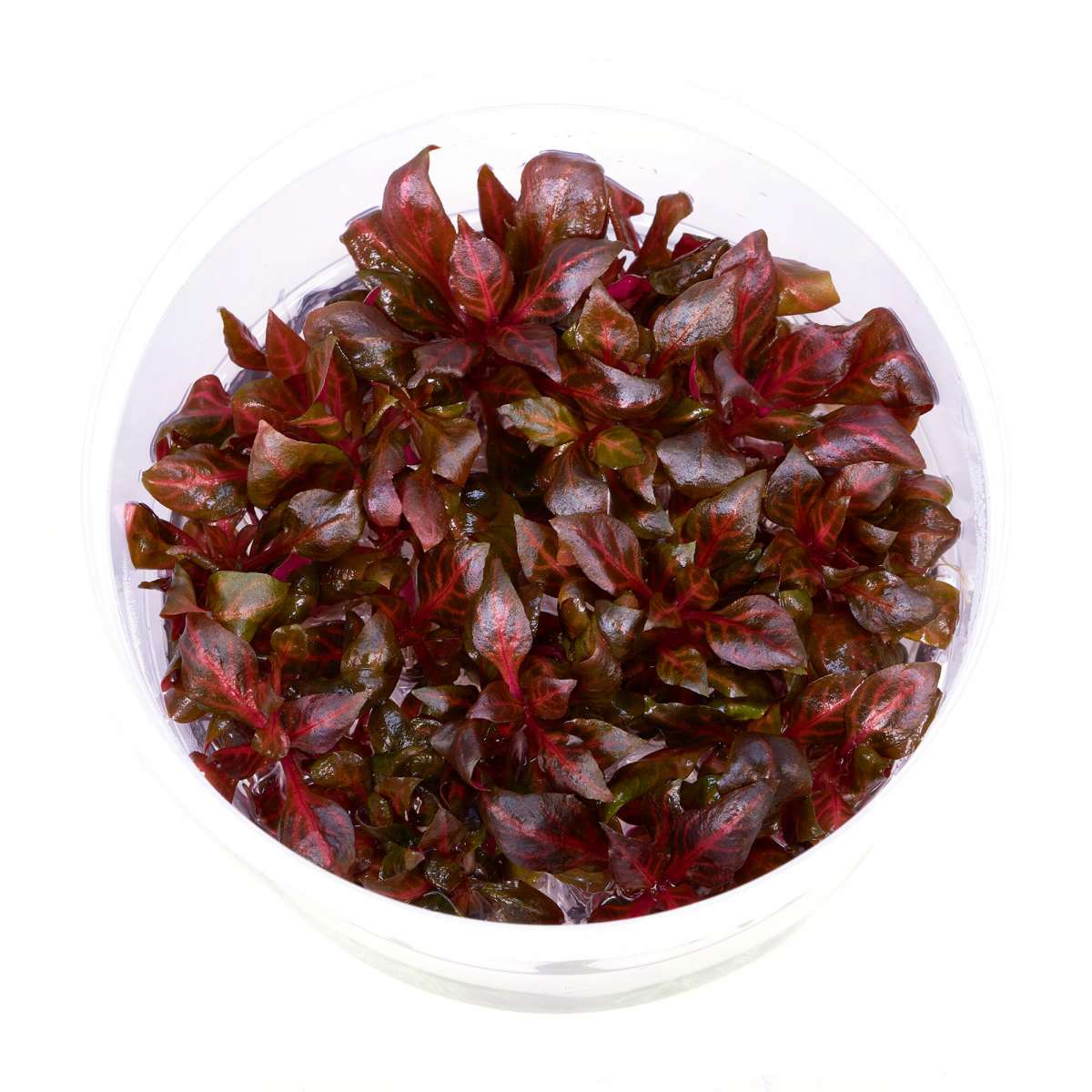 Alternanthera reineckii "Red Ruby" InVitro
