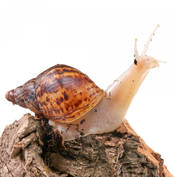 Lissachatina Reticulata Körperalbino Schnecke (Jungtiere ca. 3-6cm) | 1 Stk. - DNZ