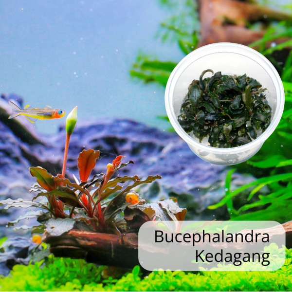 Bucephalandra sp. "Kedagang" - Baby Plant Mini-Ableger