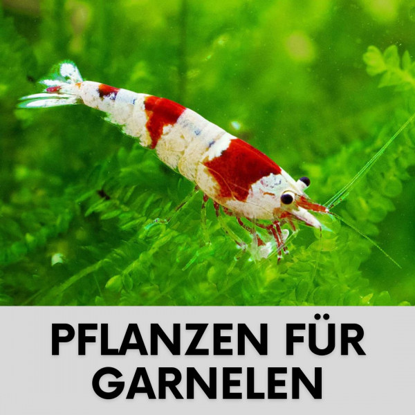 Pflanzen-fuer-garnelen-blogartikel