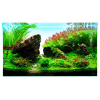 Aquarium Pflanzen Set 60 Liter Aquarium Pflanzen Set 60 Liter