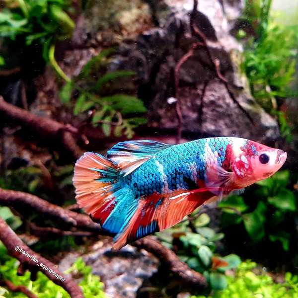 Thailändischer Kampffisch, short tail