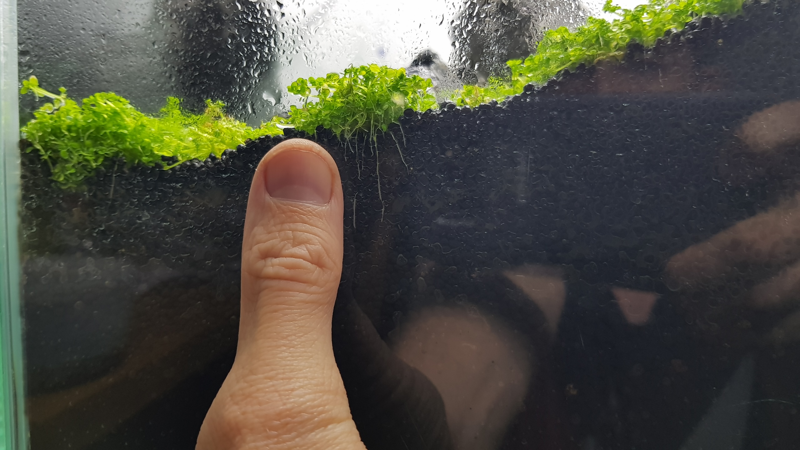 Wann kannst du das Aquarium beim Dry Start fluten?
