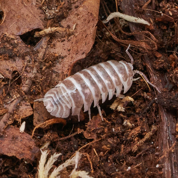 Armadillidium maculatum „Chocolate“ | DNZ