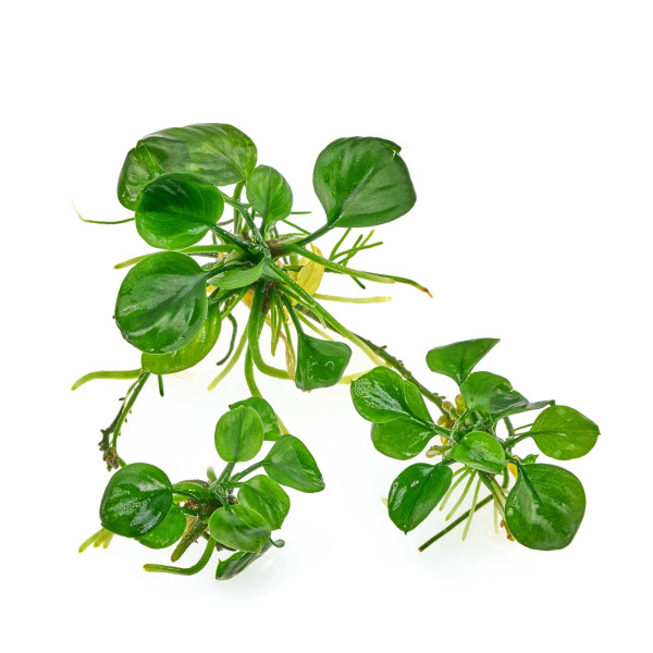 Anubias var. Nana 'Round Leaf' - Ableger im Becher