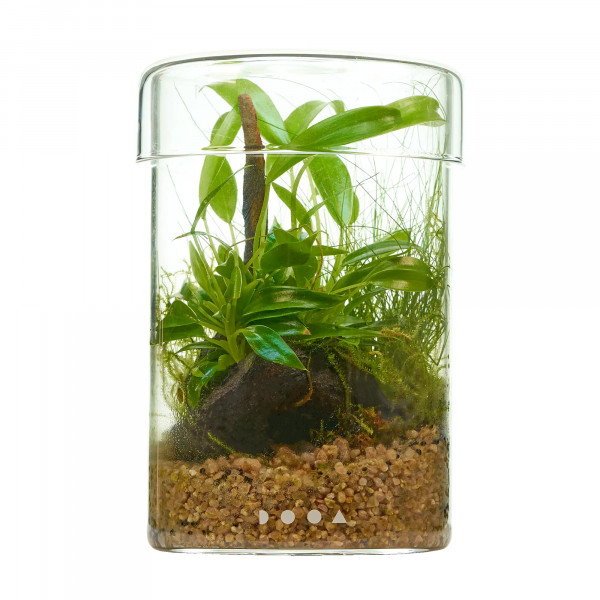 Philodendron Flaschengarten Wabi-Kusa Set