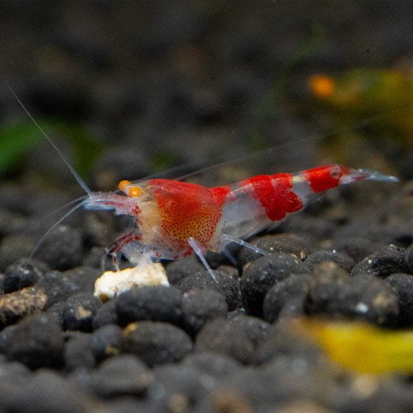Red Devil OE Männchen