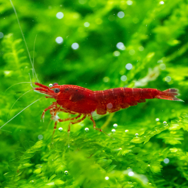 BESTSELLER Neocaridina Garnelen Paket | 8 x Shrimp Lollies geschenkt