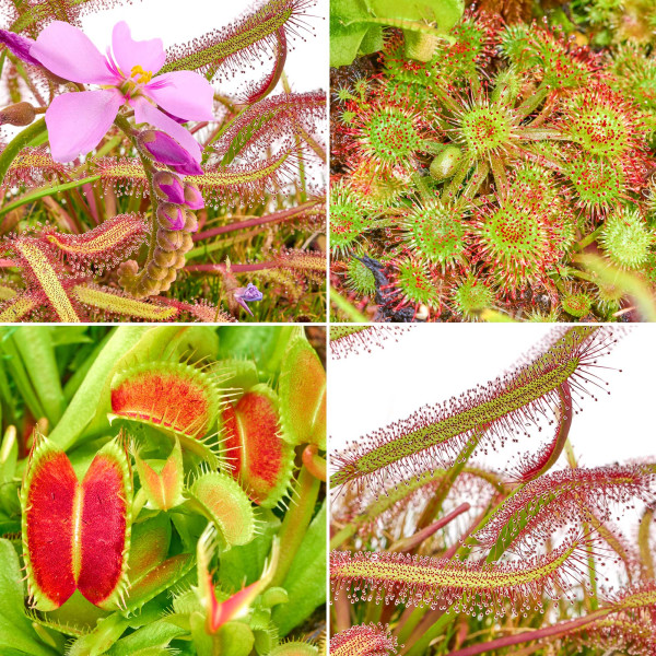 Fleischfressende Pflanzen Terrarium | Karnivorent Set bis zu 4 Stk. | Sonnentau & co - in vitro