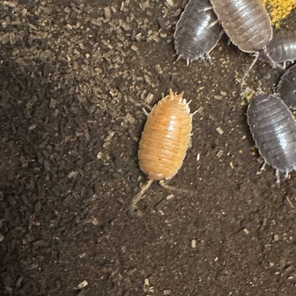Porcellio laevis “Black/Orange” Assel | DNZ