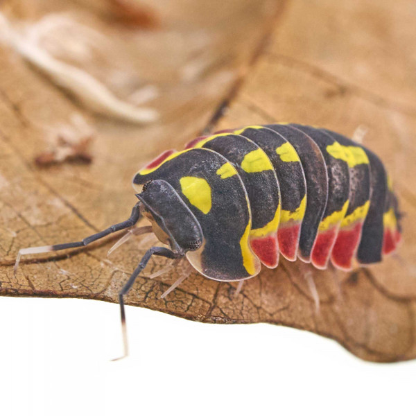 Merulanella sp. "Red Diablo" - DNZ