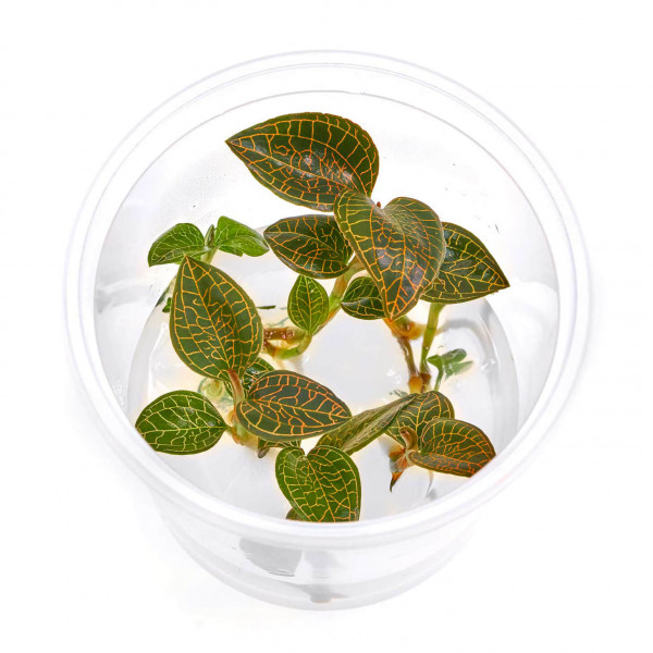 Macodes Anoectochilus roxburghii Firebird Juwelorchidee in vitro