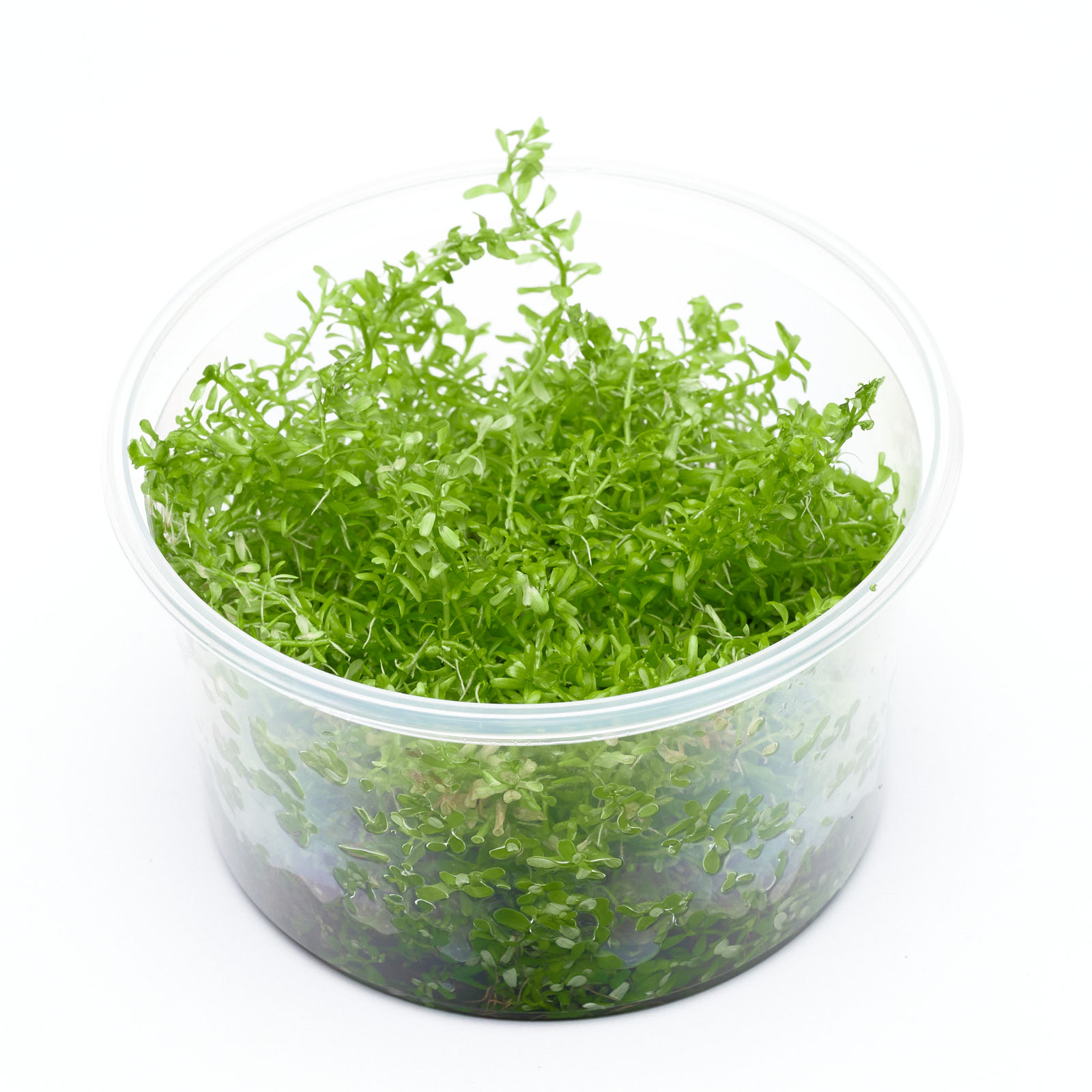 Rotala rotundifolia "Periya"