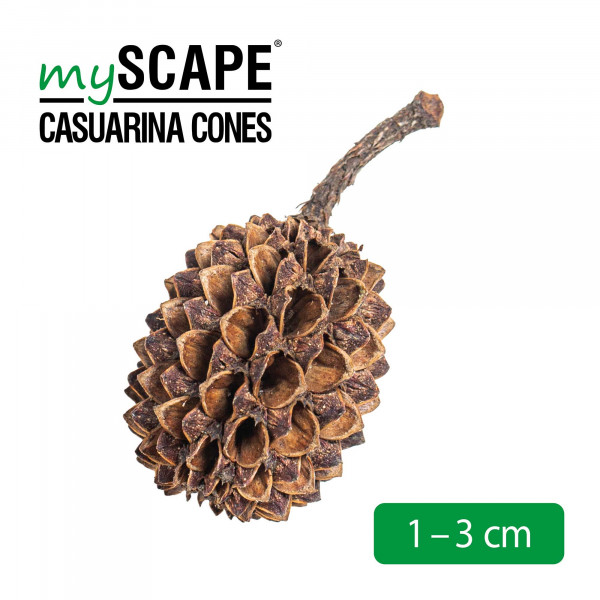 Arka Casuaruna Cones - 50 Stk. größe