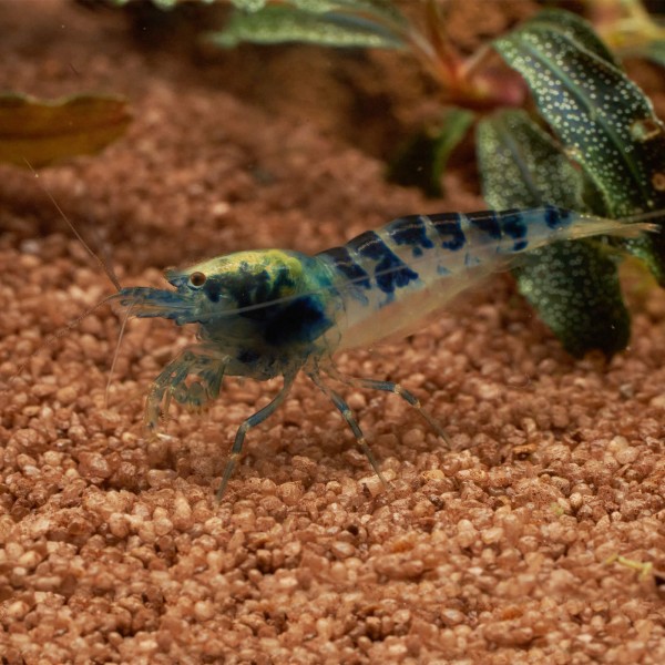 Dragoonblood Garnele blau