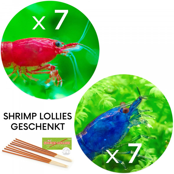 Bestseller Neocaridina Set, 7 Bloody Mary Garnelen, 7 Blue Dream garnelen
