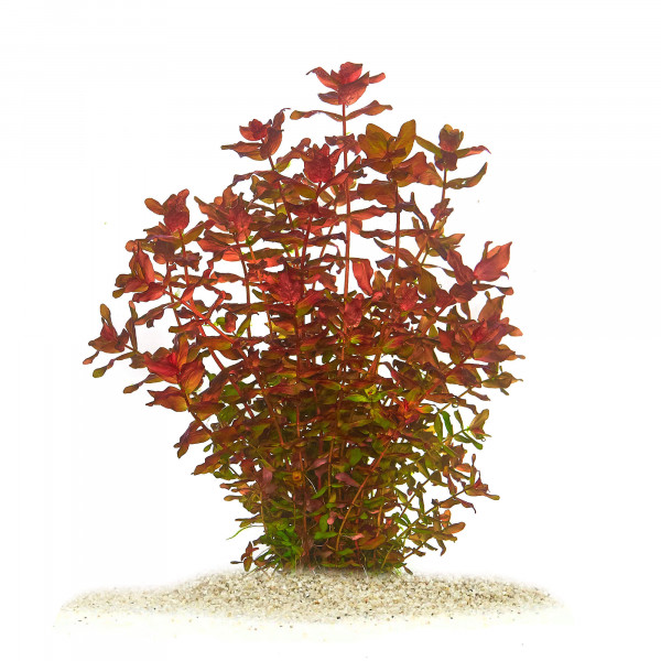Aquarium Pflanzen für viel Sauerstoff | Sauerstoffproduktion