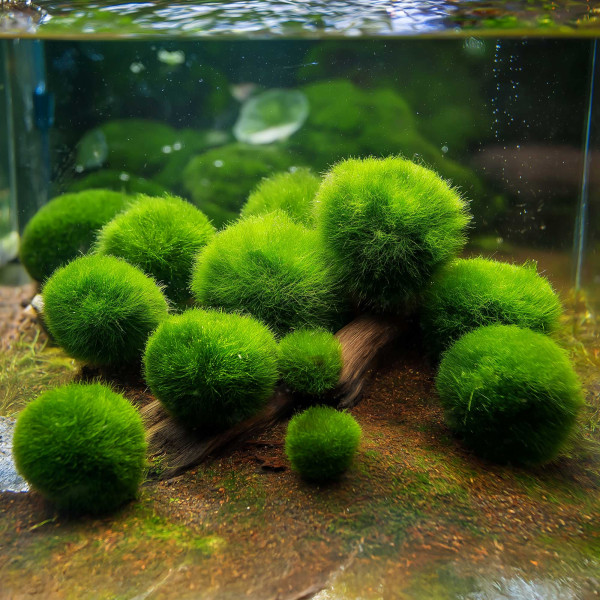 Mooskugeln fürs Aquarium | Natürliche Mini-Moosbälle - 10 Stück