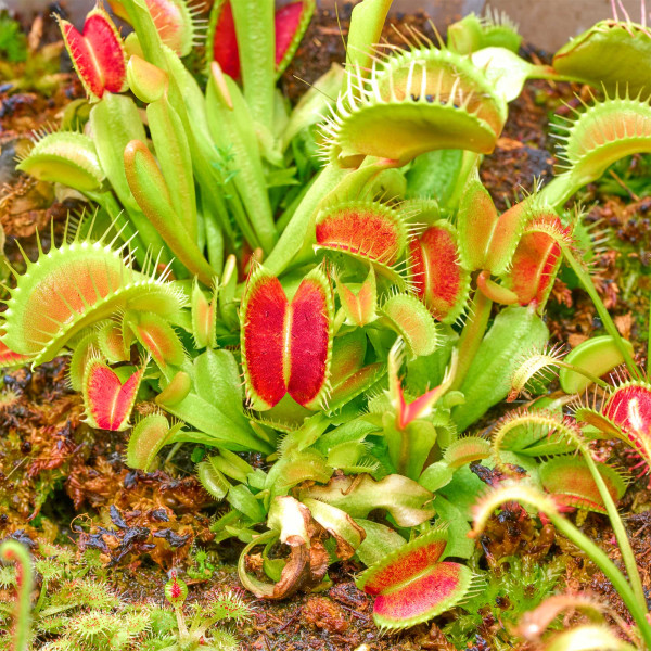 Fleischfressende Pflanzen Terrarium | Karnivorent Set bis zu 4 Stk. | Sonnentau & co - in vitro