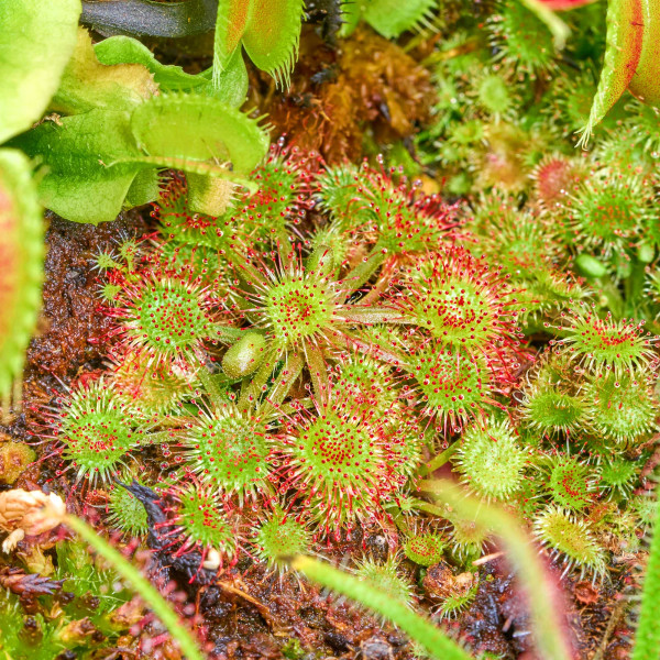Fleischfressende Pflanzen Terrarium | Karnivorent Set bis zu 4 Stk. | Sonnentau & co - in vitro