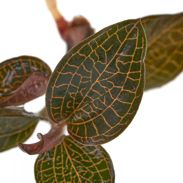 Juwelorchideen Set: 3-4 verschiedene Juwelorchideen (Macodes) | Terrarium - WabiKusa Set