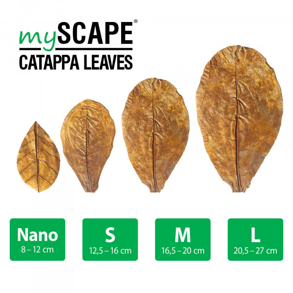 ARKA mySCAPE Catappa Leaves | Seemandelbaumblätter - 10 Stk
