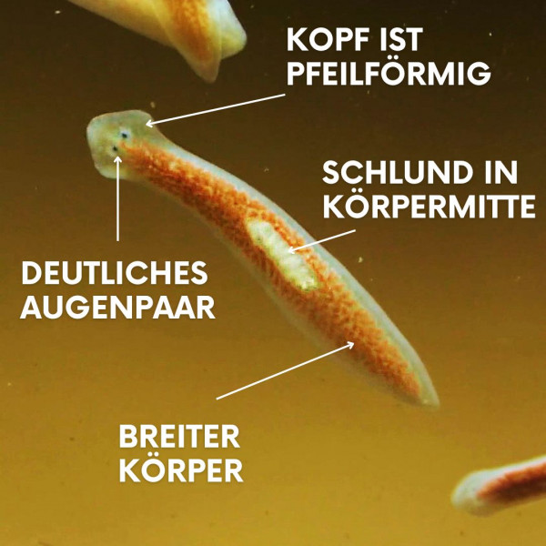 Anti-Planarien Set | Falle & Köder gegen Planarien im Aquarium