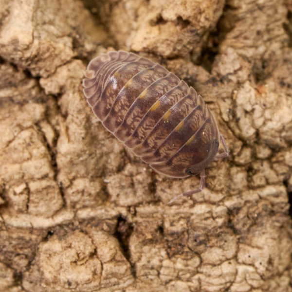 Cubaris sp. "Platin Tung Song" | DNZ