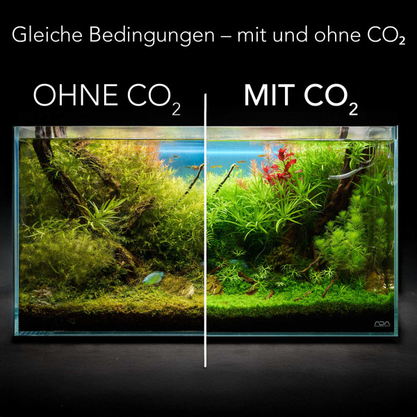 Mit und ohne CO2 im Aquarium Vergleich CO2 Anlage Sodastream | Mit Nachtabschaltung
