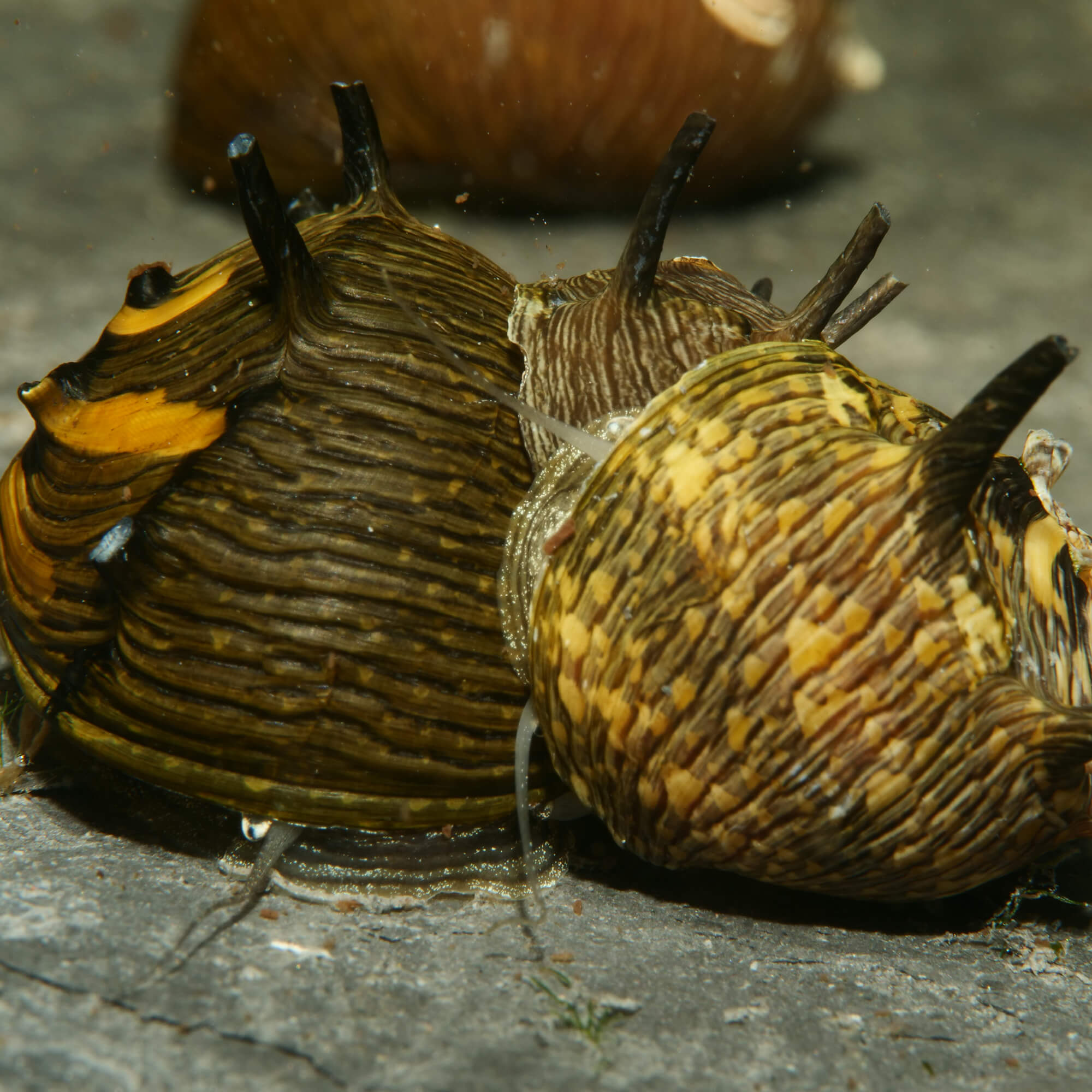 Geweihschnecke Sun Gruppe