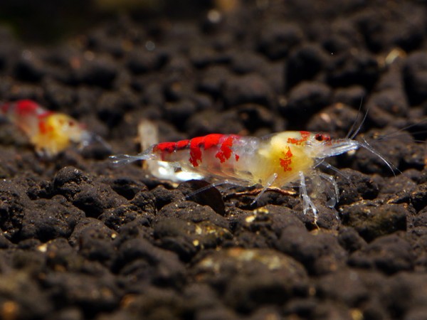 Calceo Bee Garnele, Golden Dragon Bee Garnele