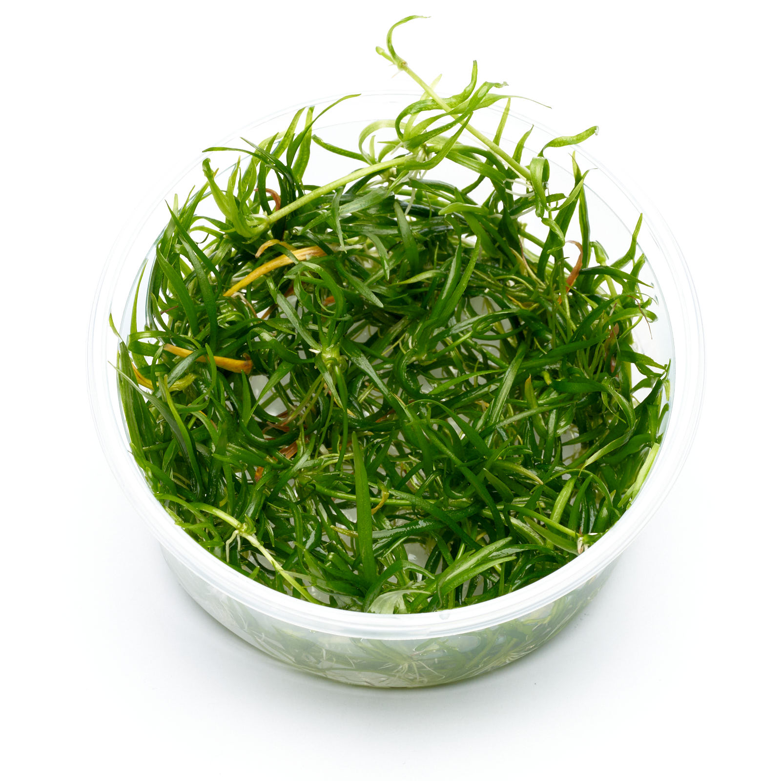 Helanthium tenellum im XL-In-vitro-Becher