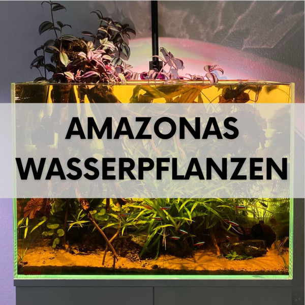 aquariumpflanzen-amazonas-biotop