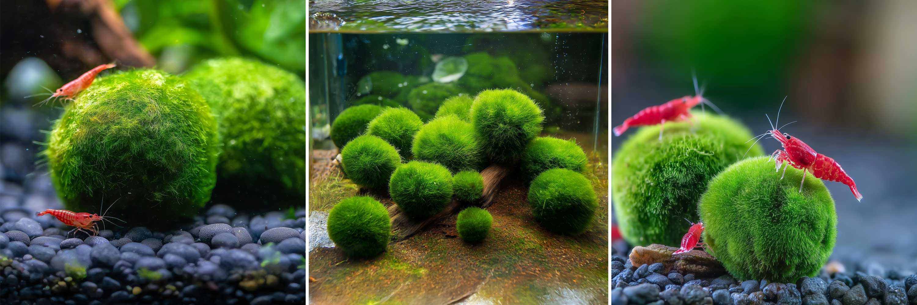 Mooskugeln fürs Aquarium im Überblick