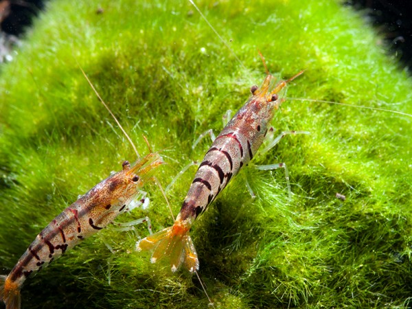 Super Tigergarnele, Caridina mariae - Tigergarnele