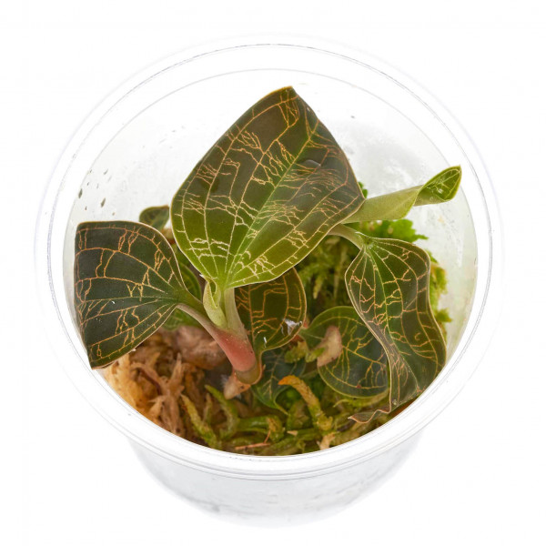 Macodes petola Juwelorchidee Ableger in Torfmoos
